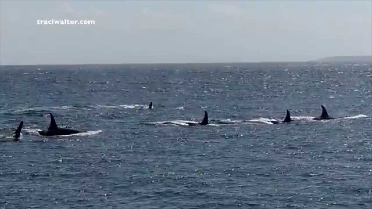 EPIC Killer Whale encounter at Lime Kiln State Park 6/3/14 Jpod and the L12's