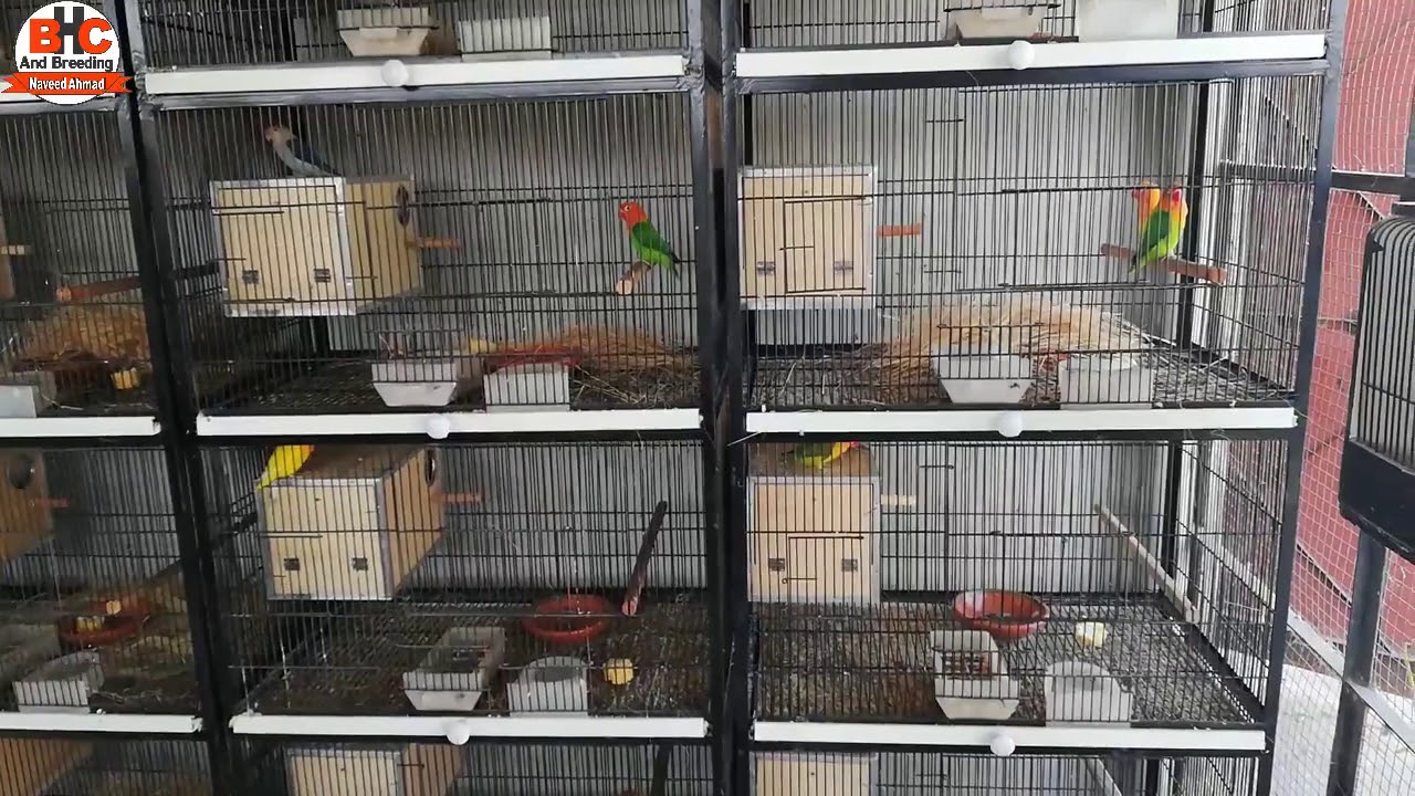Love Birds Breeding Box and Cage | Love Birds Nest Making