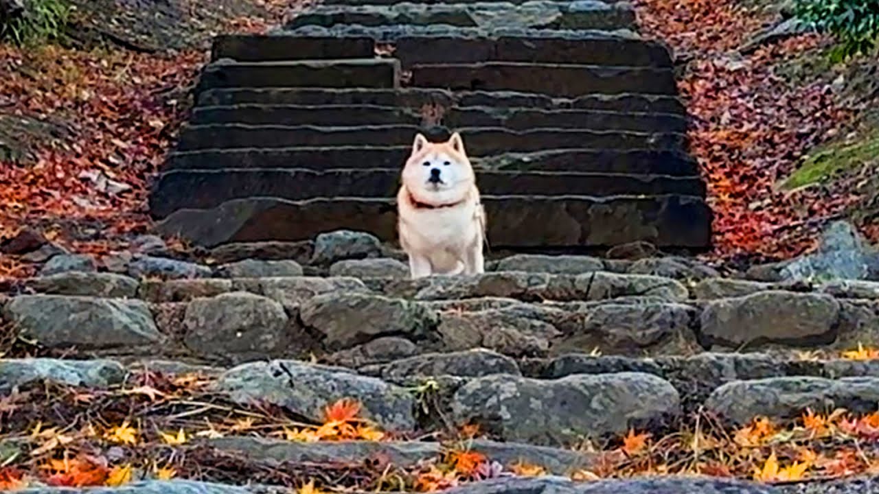 Although Shibe is a pure indoor dog, he exudes the aura of a king on the autumn mountain trails.