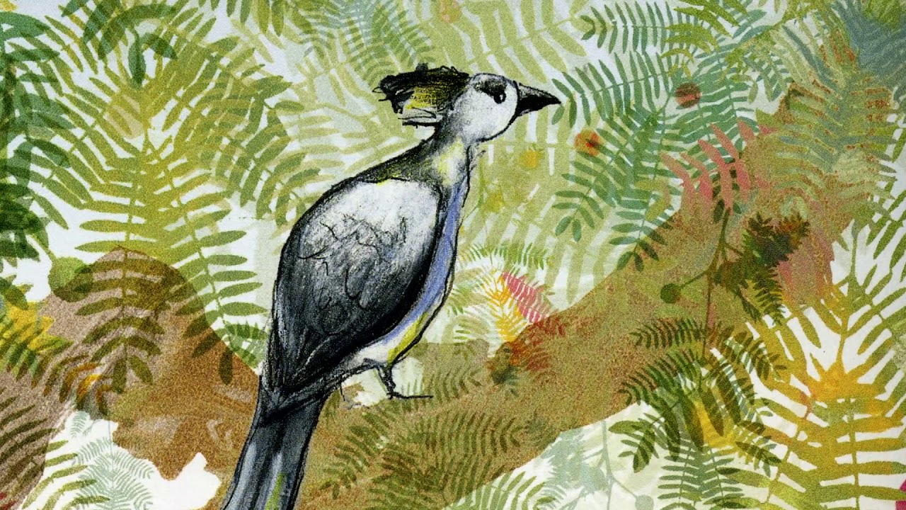 The Go-Away Bird | CawCawbooks | Book for Kids Read Aloud