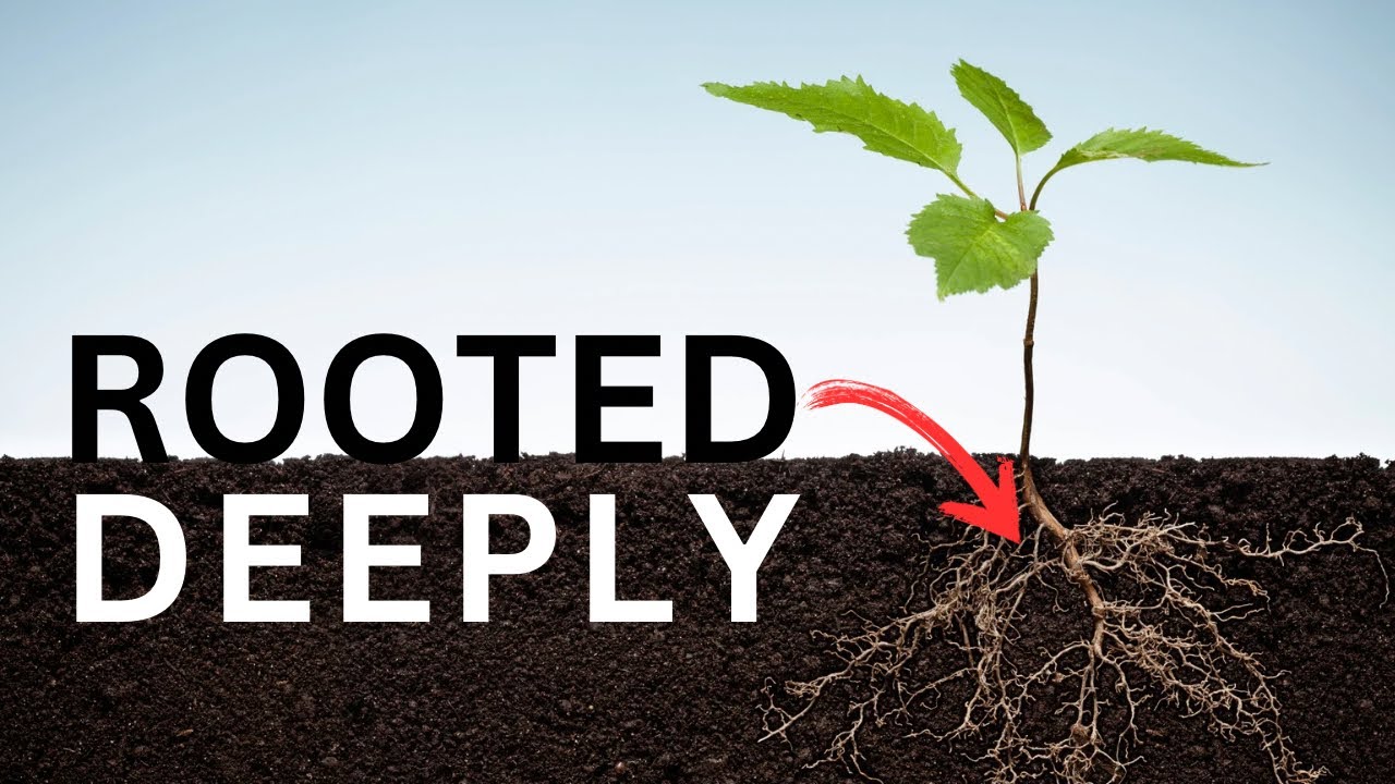 Are you Rooted in Christ?