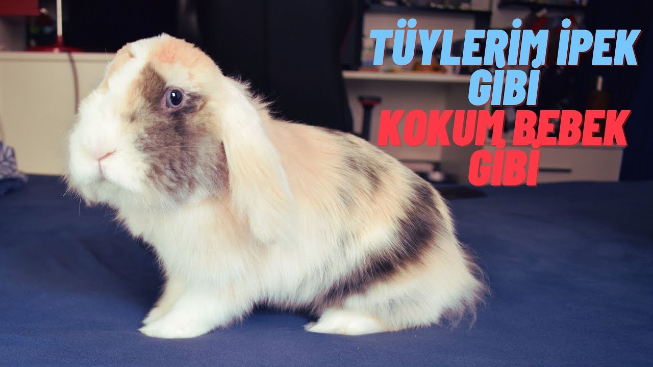 Tavşan Tüy Bakımı Nasıl Olmalıdır? (Tarakları İnceledik)