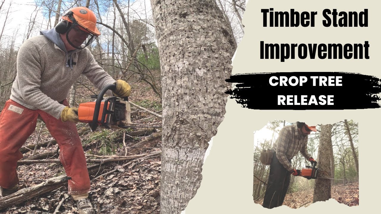 Crop Tree Release For ALL Wildlife