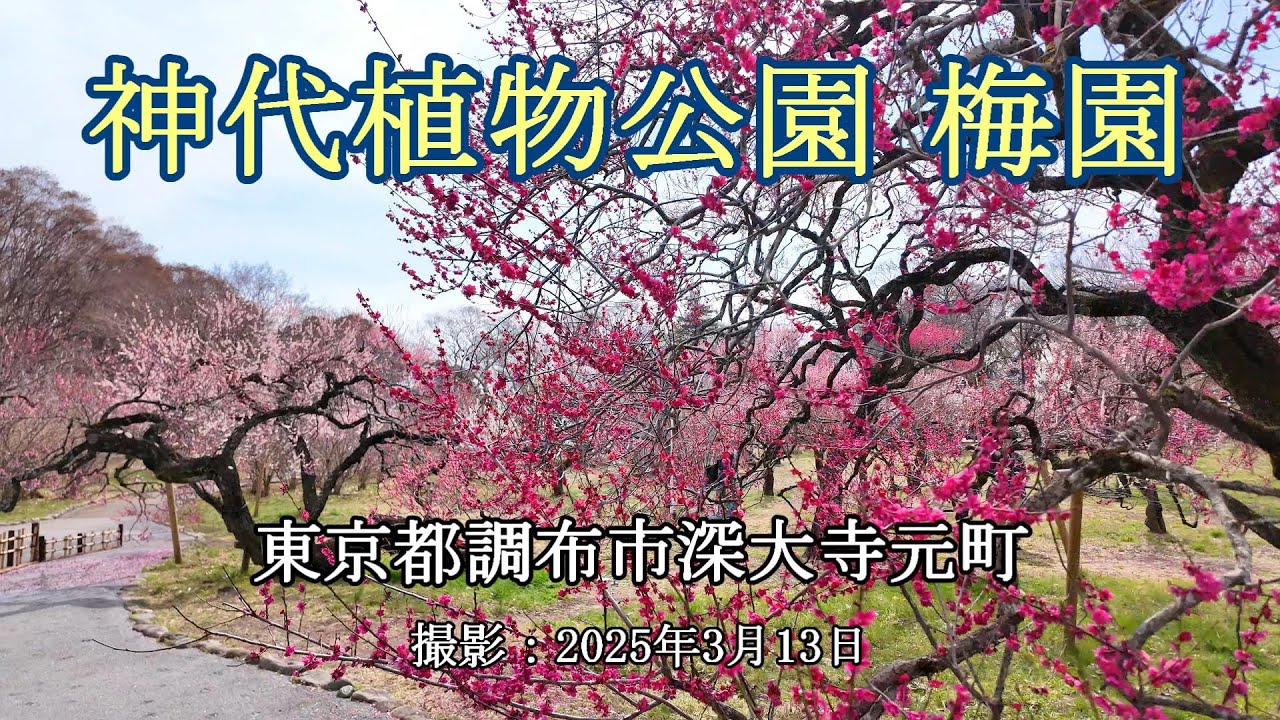 神代植物公園 梅園 [4K] Plum Garden in Jindai Botanical Gardens
