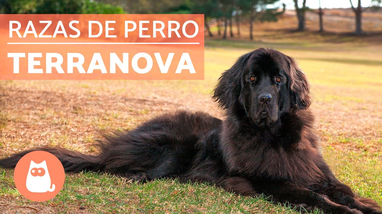 El perro Terranova - RAZAS de perro GIGANTE