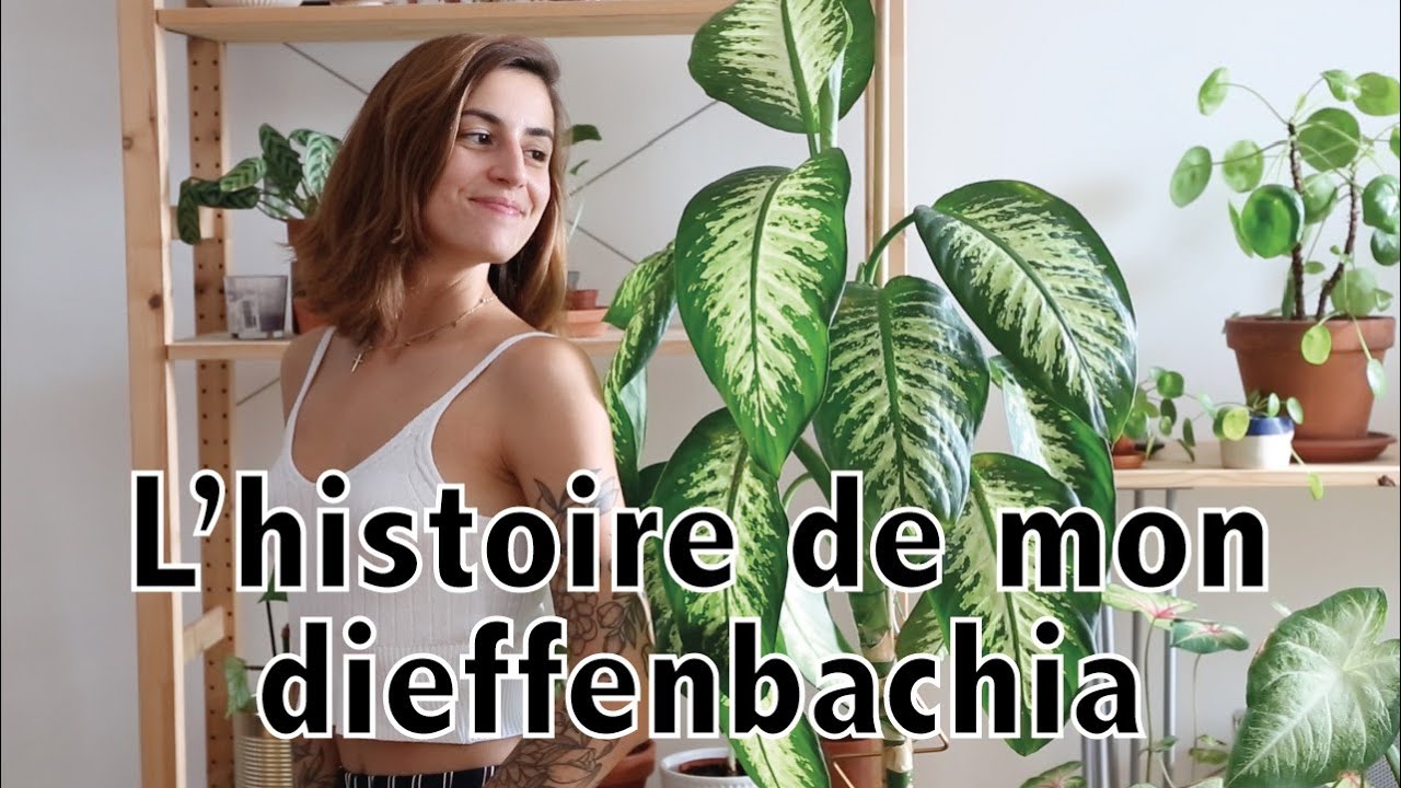 Ma plus grande plante : le dieffenbachia ! | Vertbobo