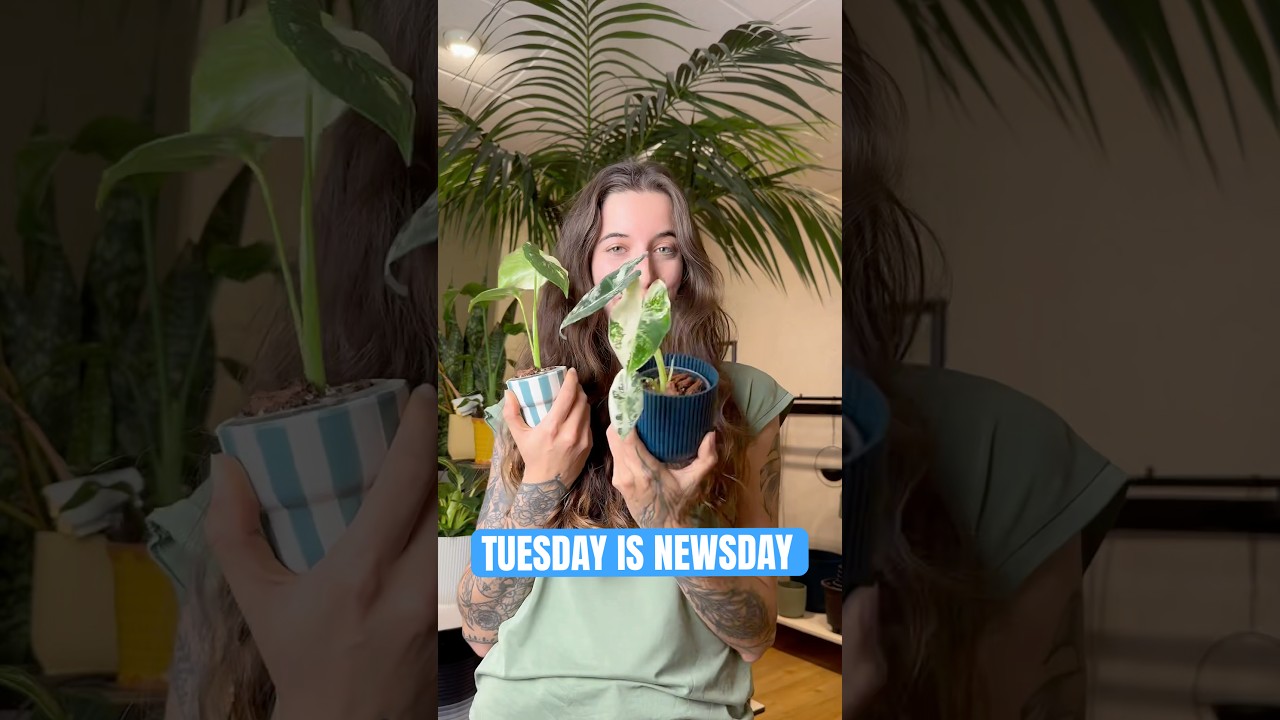 🌱 TUESDAY NEWSDAY – Diese Pflanzen sind NEU & heiß begehrt! 🔥 
