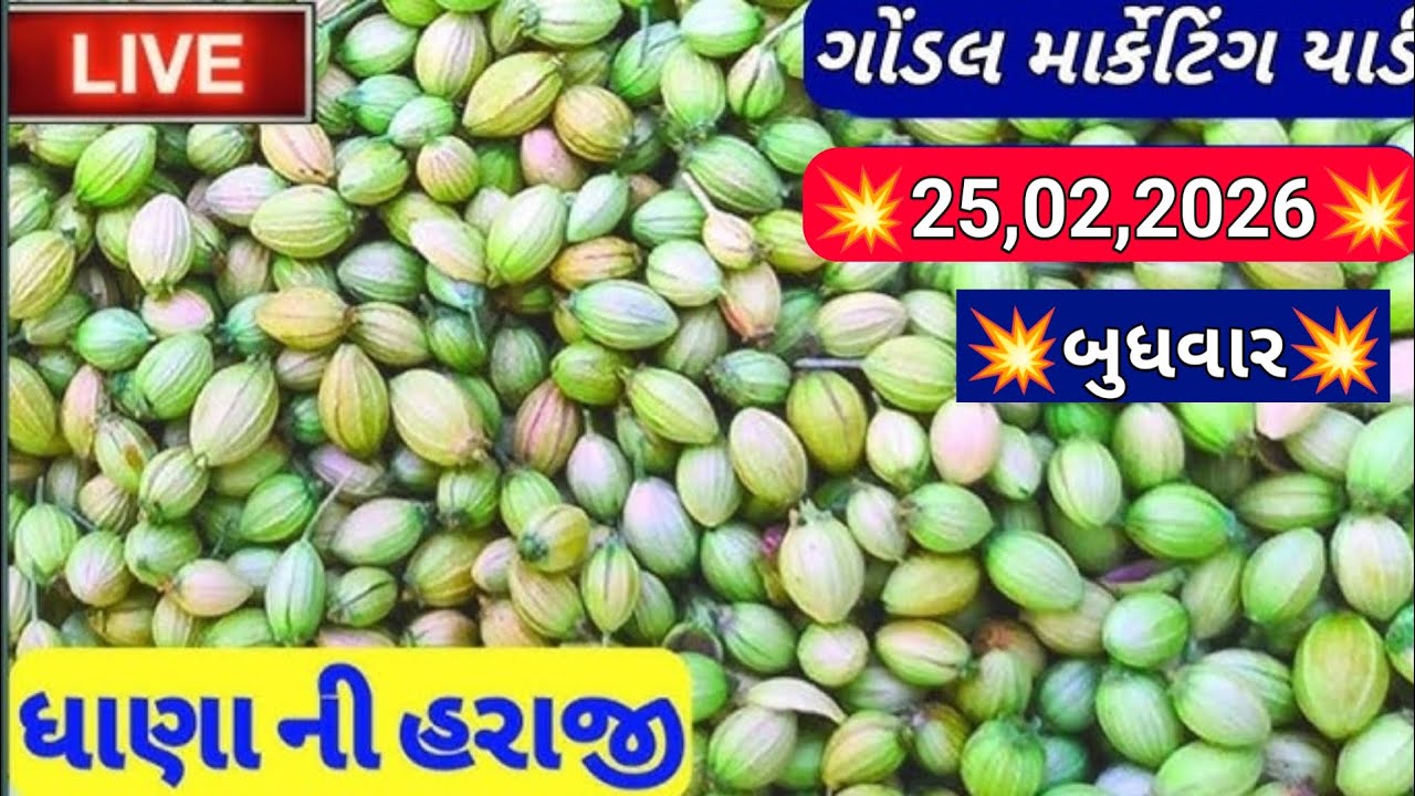 ગોંડલ નવા ધાણા ના બજાર ભાવ / નવા ધાણા ના બજાર ભાવ / આજના ધાણા ના ભાવ / 25,02,2026