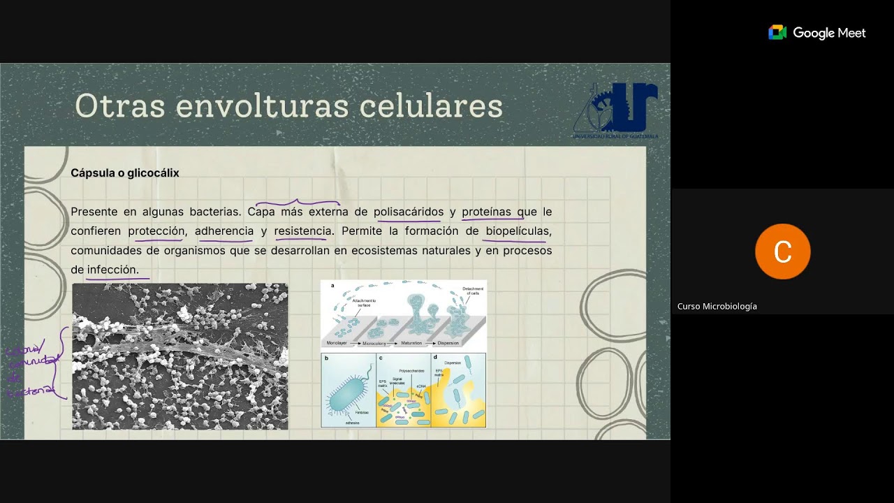 Clase 03 Sábado- Biología celular de procariotas