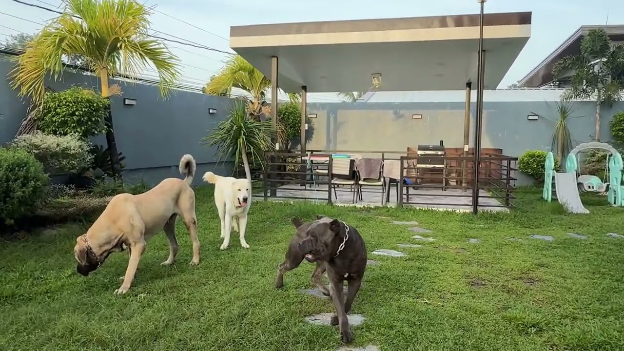 Cane Corso , Alabai , Kangal In the Philippines 