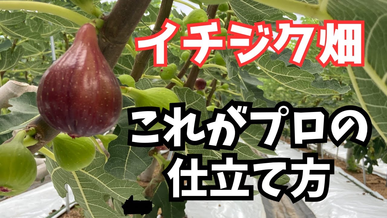 プロのイチジク畑【一文字整枝】羽曳野市「藤井農園さん」を見学してみた