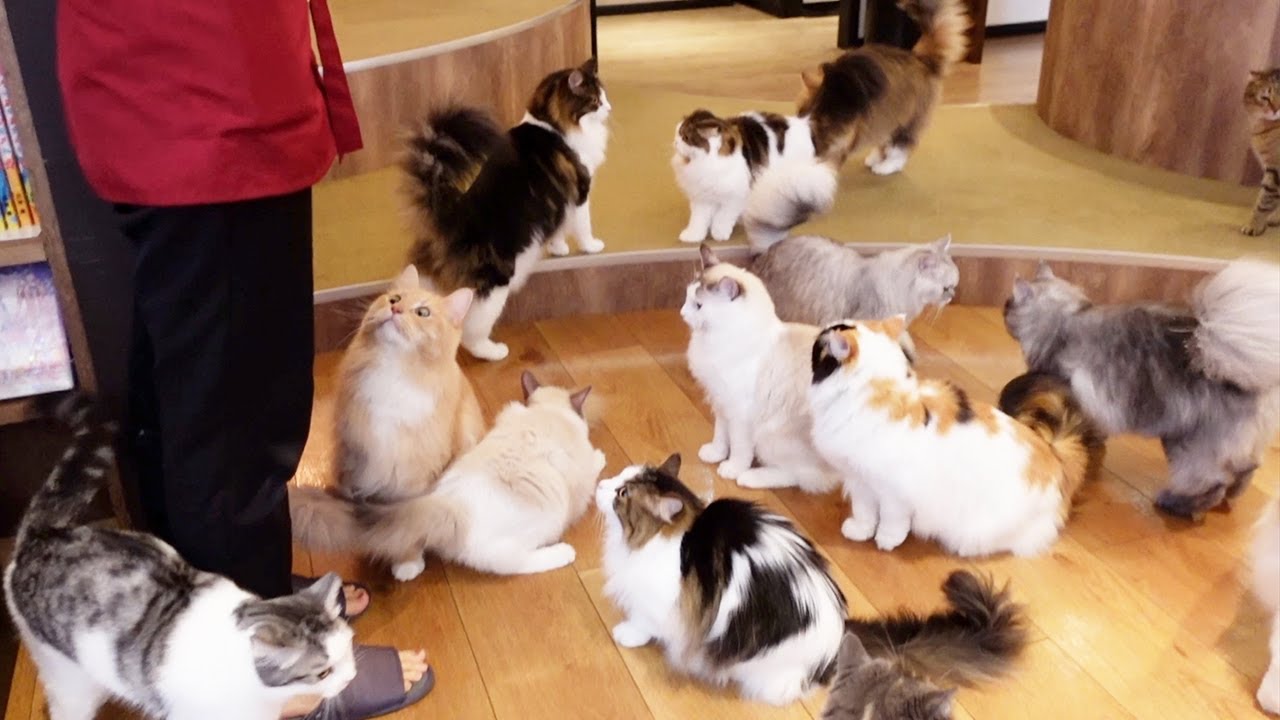 Кошка! Кошка! Кошка! Посетили лучшее в Японии кафе для кошек | MOCHA Ikebukuro Tokyo