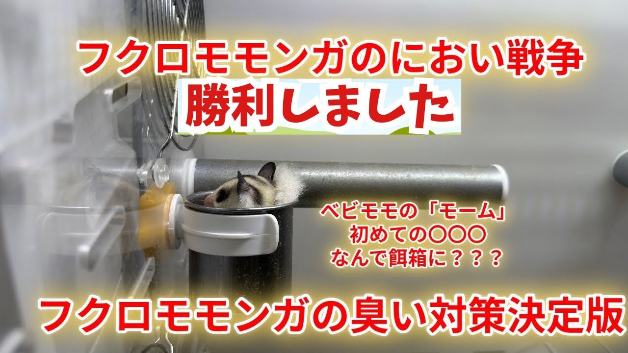 フクロモモンガの臭い対策決定版！とうとうフクロモモンガの香りに勝ちました！ぜひこの方法を共有させてください。そしてべビモモの「モーム」の初めて〇〇〇を大公開！成長してくれています。