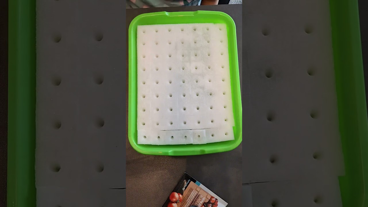 Anzucht in der Hydroponik