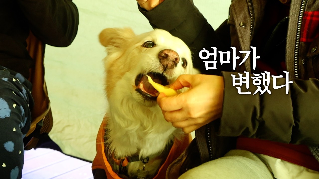 Родители, которые хотели держать собак на улице, сдались спустя 16 лет.