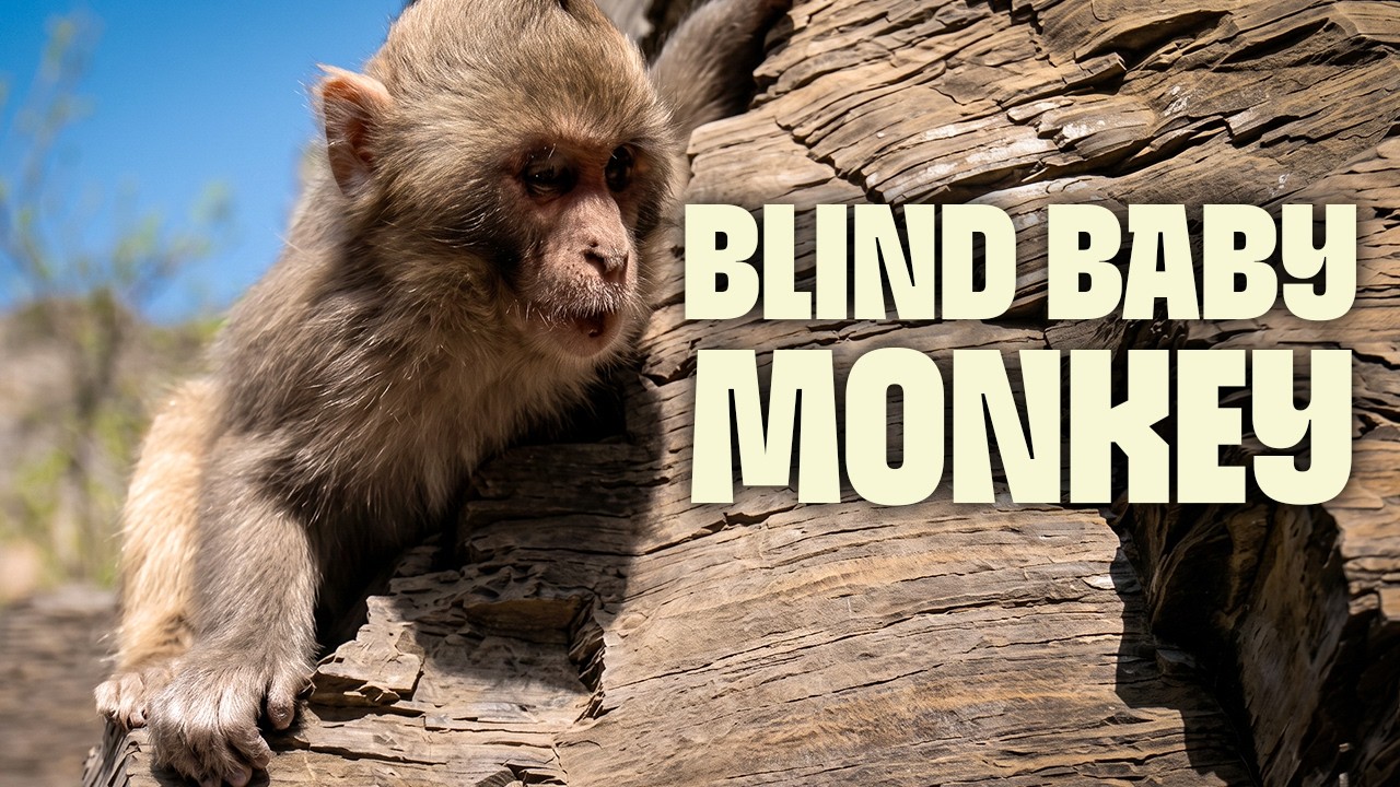 How Does a Blind Baby Monkey Survive in the Wild? | FULL DOCUMENTARY | The Blind Monkey