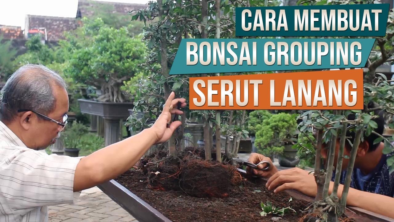 Cara Membuat Bonsai Serut Lanang Grouping Bersama dr. Tri Djoko Endro Susilo dan Mas Febri Malang