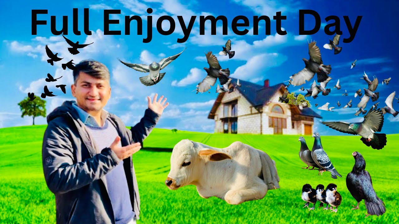 Gaon Ki Zindagi | Qabootar, Dosti Aur Masti #pigeon #dailyvlog #gaon #birds #kabutar #viral #comedy