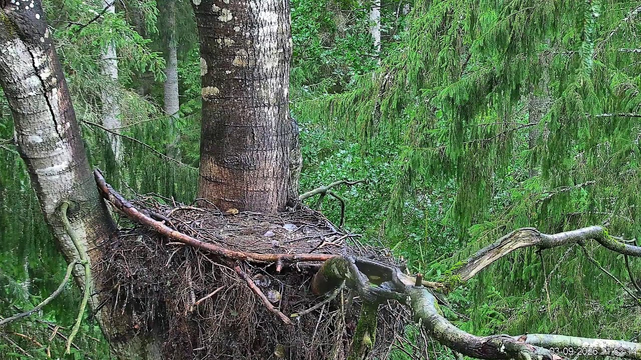 Must-toonekurg2 :: Ciconia nigra :: Black Stork