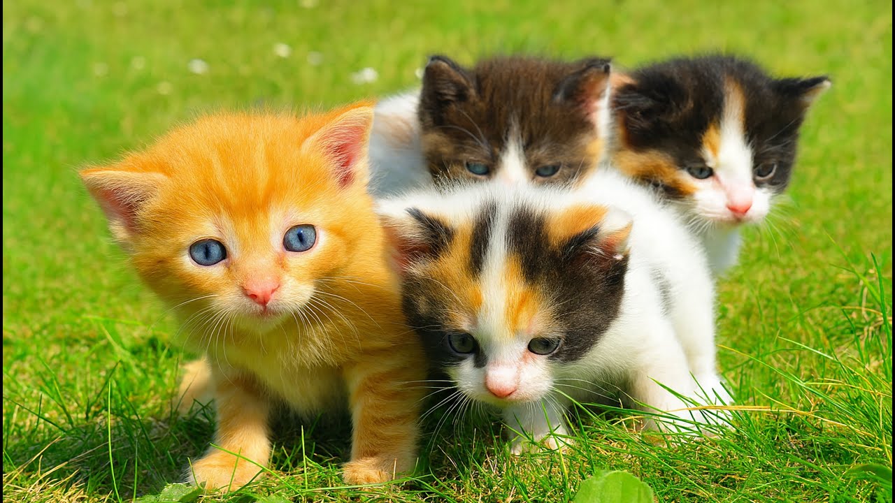 Happy Kittens on the Grass – Playtime Bliss with Puppies, Bunnies, Calves & Mice!