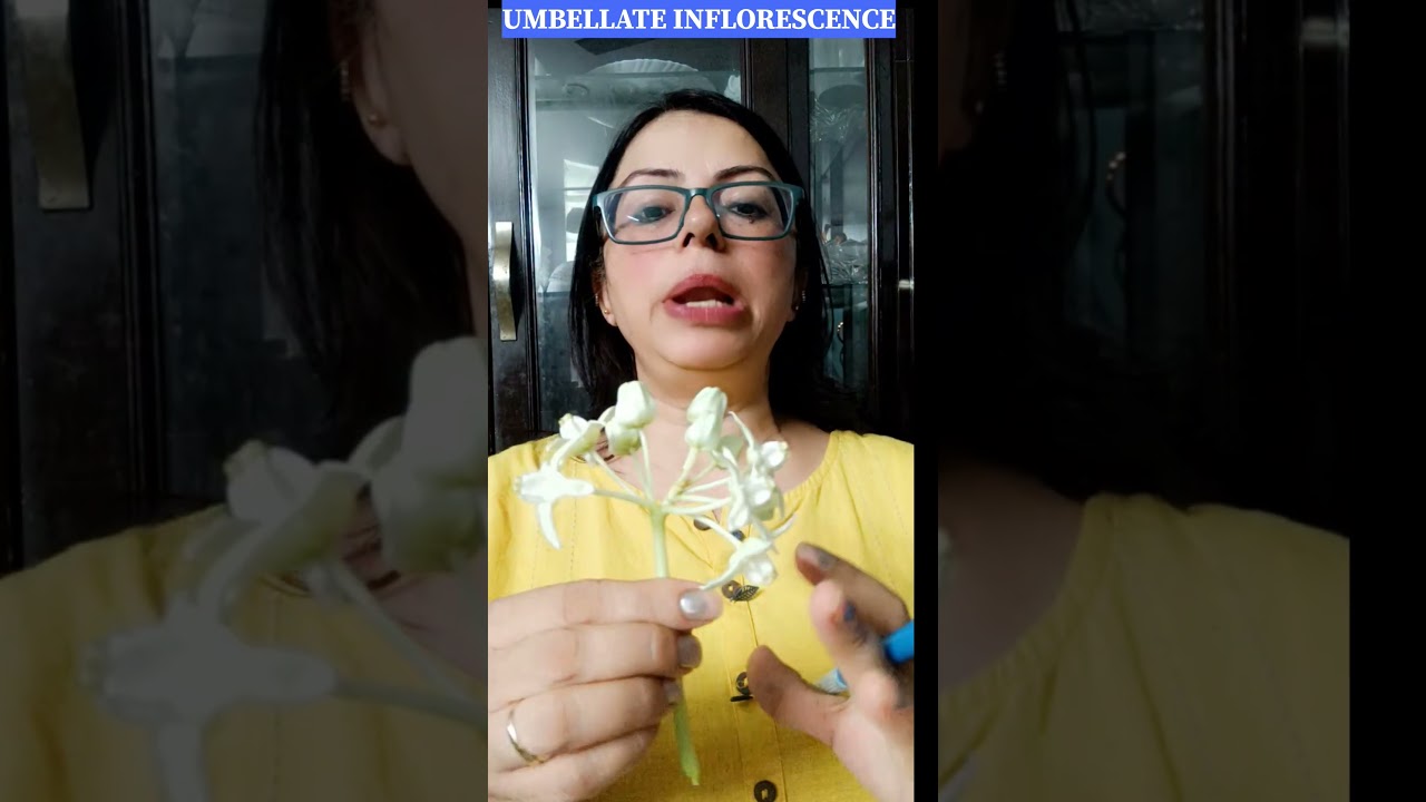 Aak plant🌱 CALOTROPIS PROCERA CROWN FLOWER🌸🌺🌻MILKY PLANT 🌱 @ BIO BYTTES