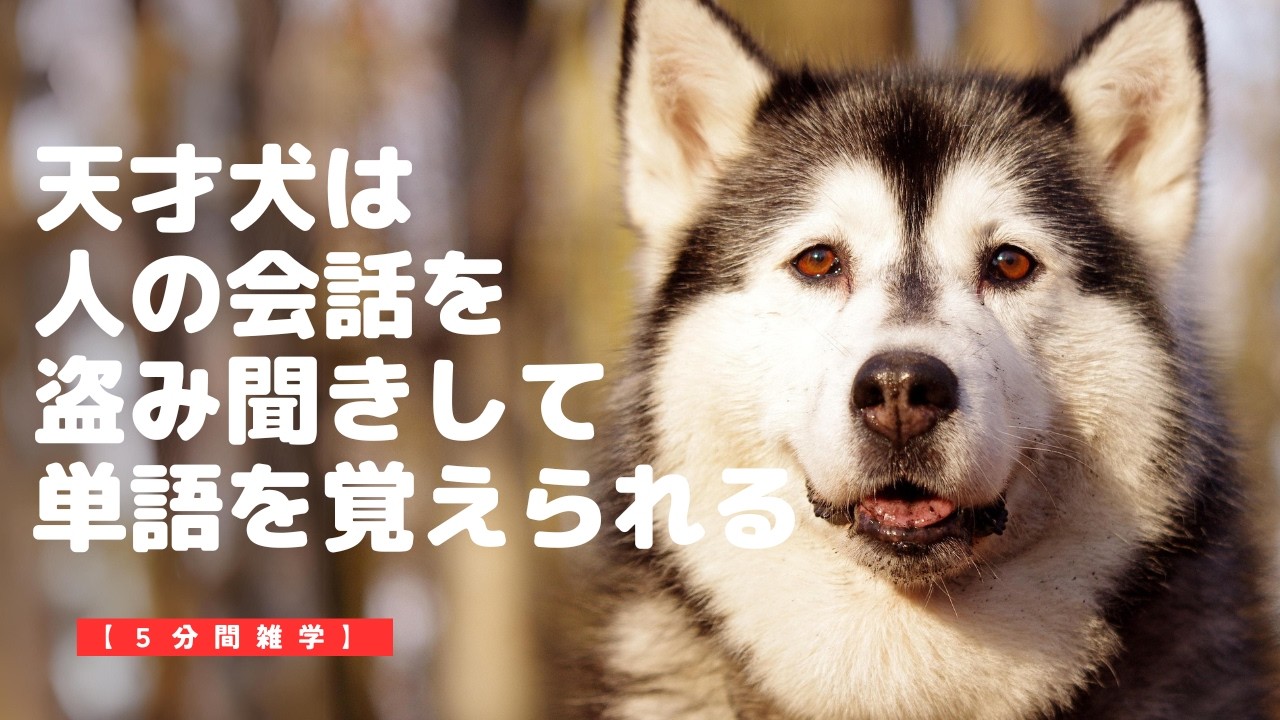 天才犬は人の会話を盗み聞きして単語を覚えられる【５分間雑学】