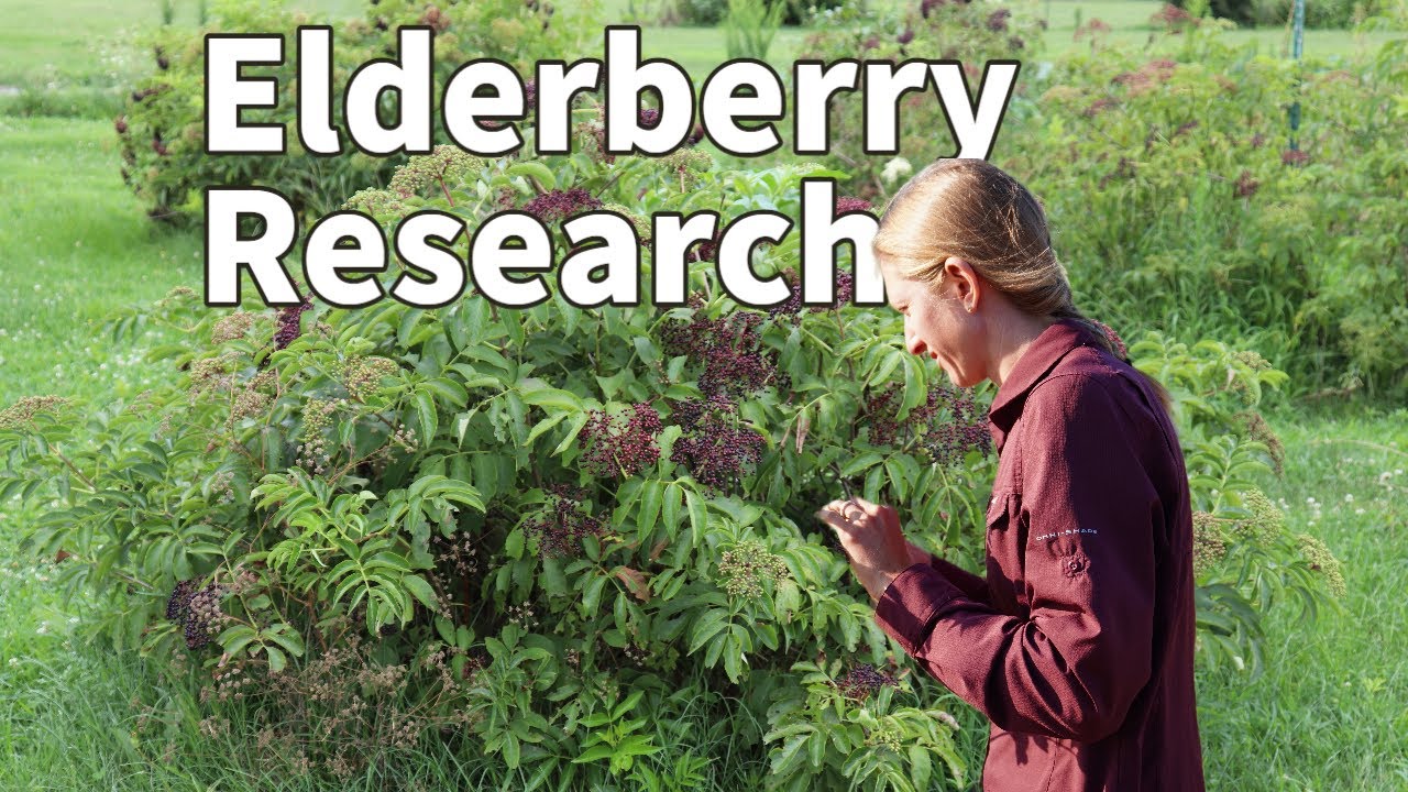 Elderberry Research | Liz Prenger