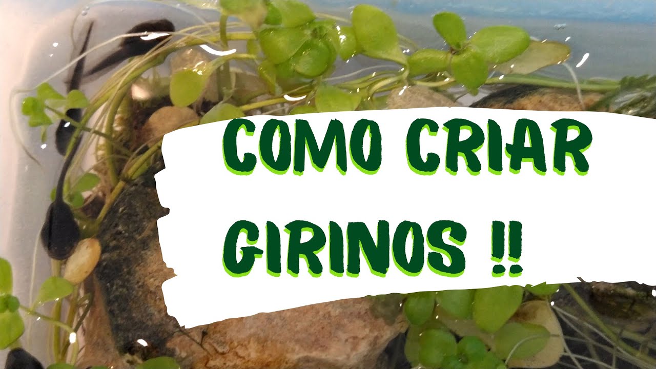 Como criar girinos - Os meus animais JP Ep1
