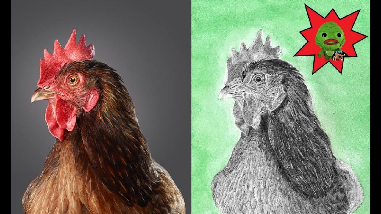 Chicken Portrait Sketches - Source Photo Comparison