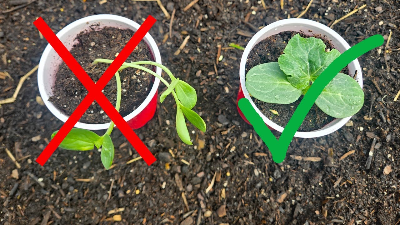 Mistakes To Avoid when Growing Watermelon Seed Starts
