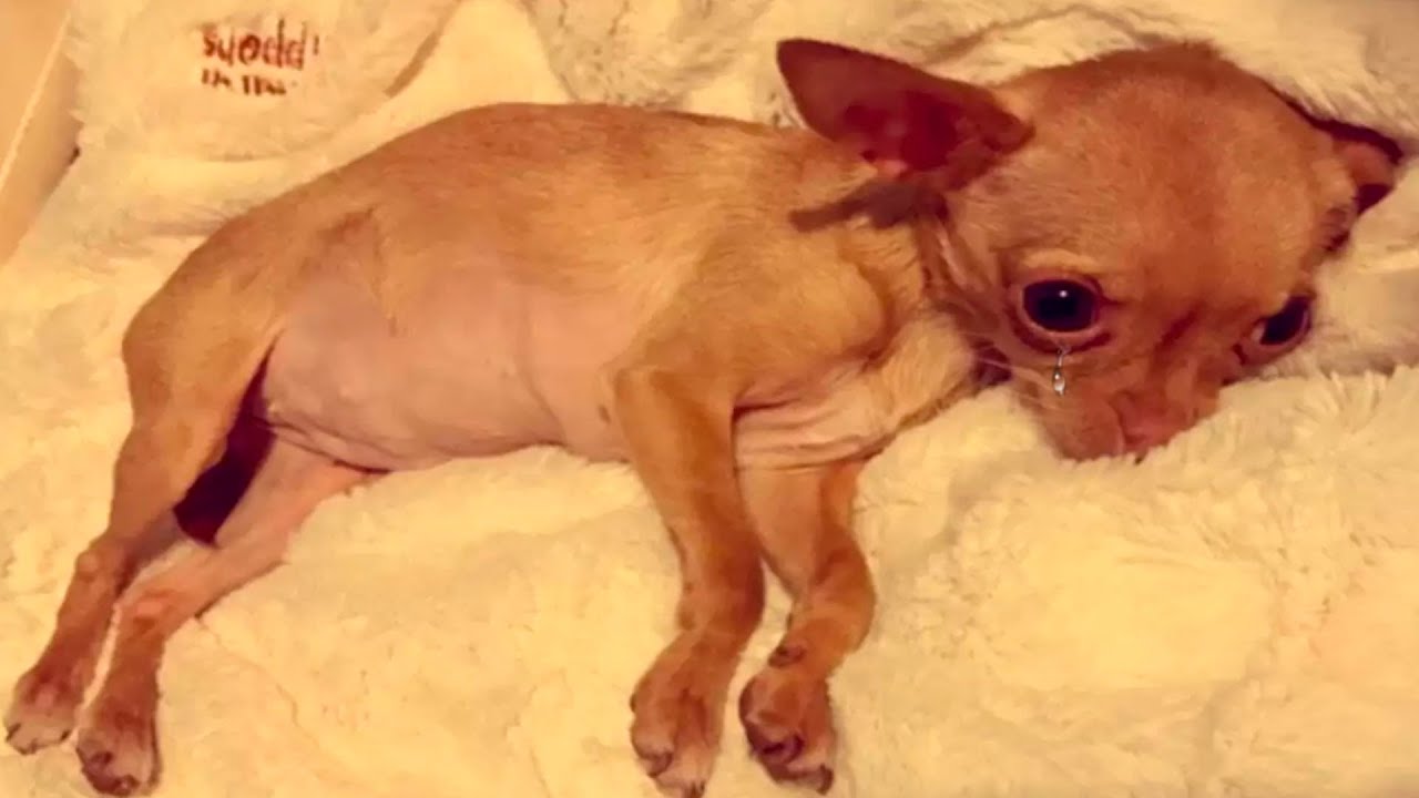 She was Only Used for Breeding Puppies    She Could Only Give Birth and Knew No Human Love
