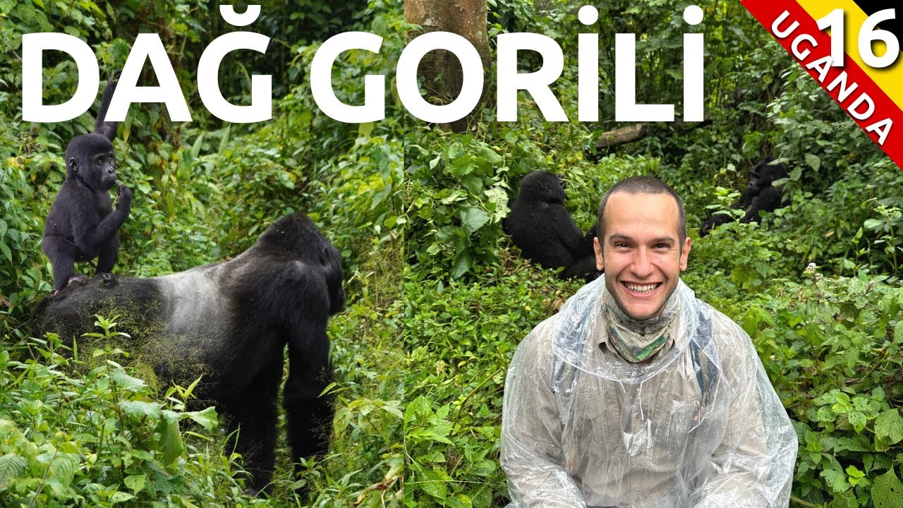Dağ Gorillerini görmeye gidiyoruz - Uganda'ya efsane bitiriş (16. Bölüm)
