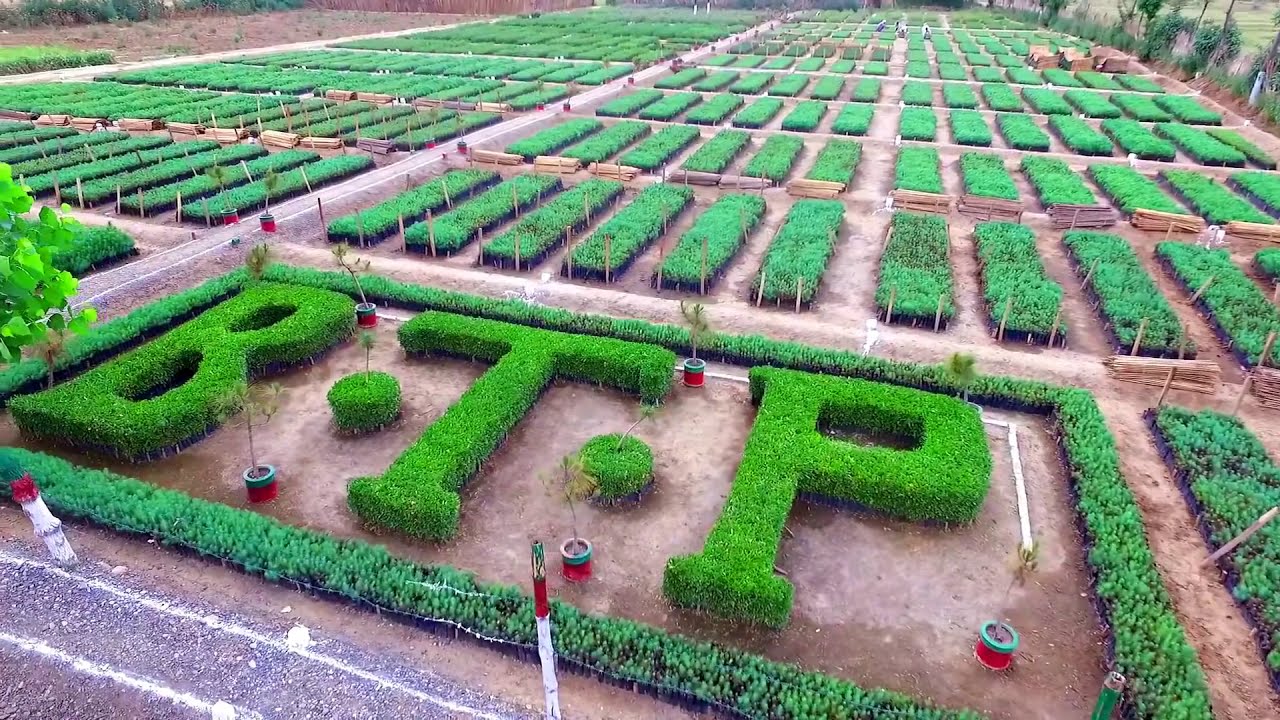 Billion Trees Tsunami Plantations