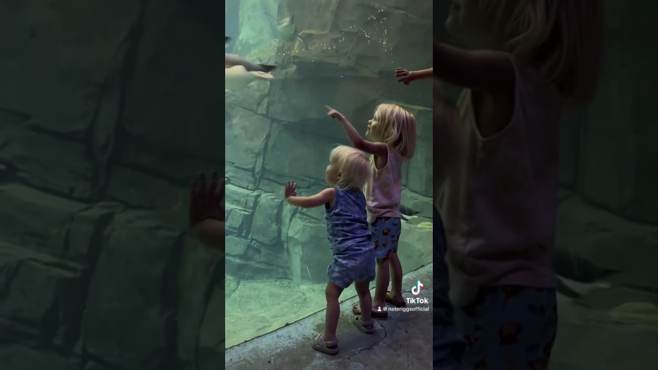 SEAWORLD ORLANDO the best florida park #floridavacation #thisisflorida #seaworld #orlando