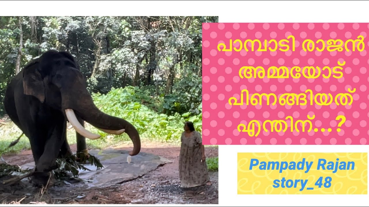 Pampady Rajan മദപാടിൽ അമ്മയോട് പിണങ്ങിയത്എന്തിന്..?