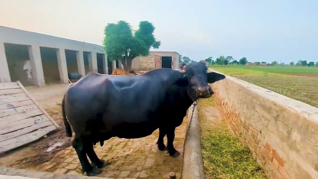 welcome to the punjab | food and sweets | land and animals