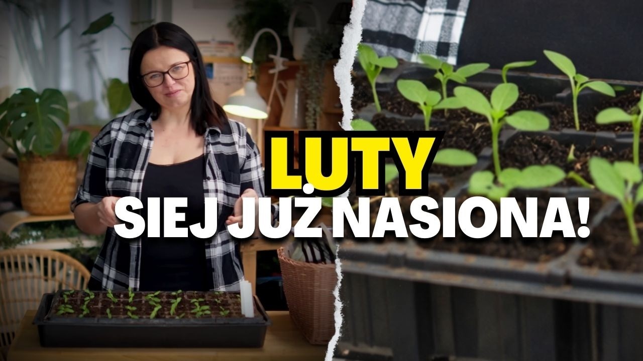 Co siać w lutym?  Lista warzyw i kwiatów + moje wskazówki