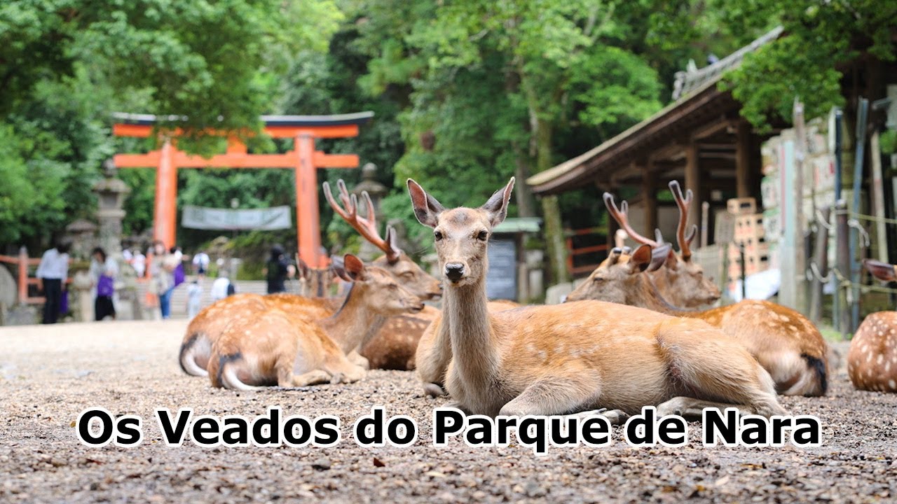 Os Veados do Parque de Nara