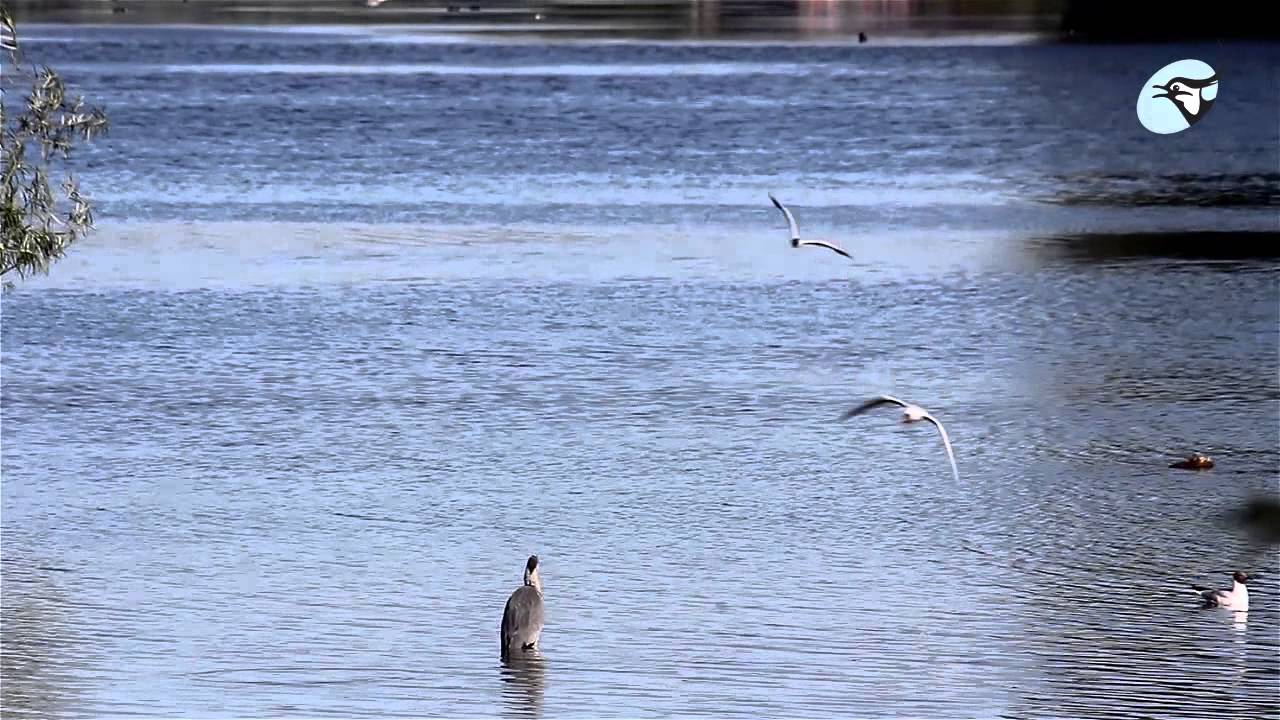 Fiskehejre mod hættemåger - hvem vinder?