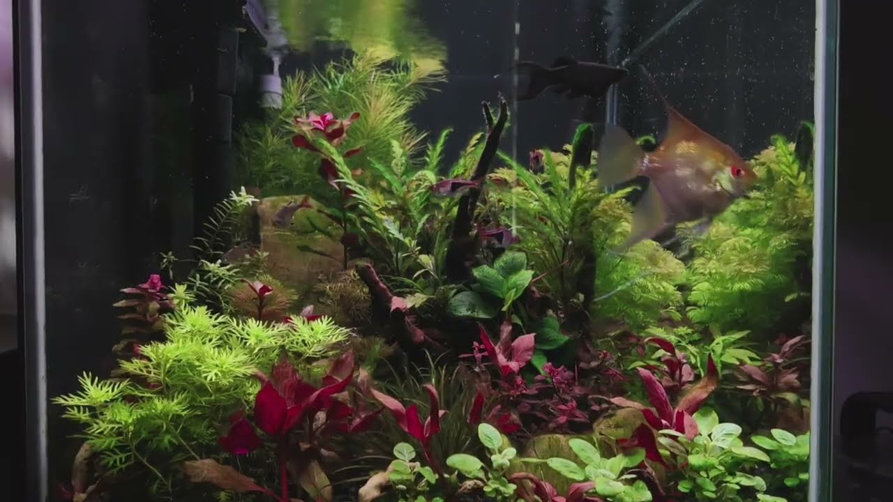 Another day in the plant aquarium.