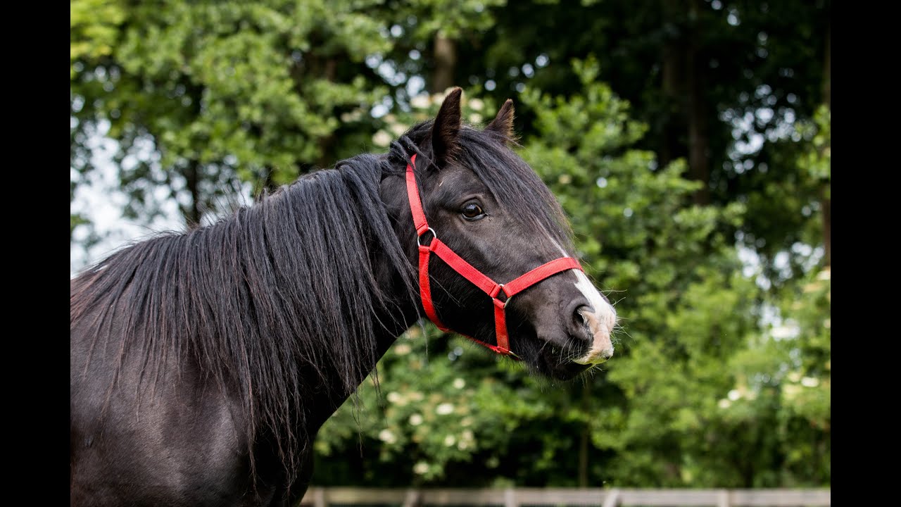 Anatomie van het paard