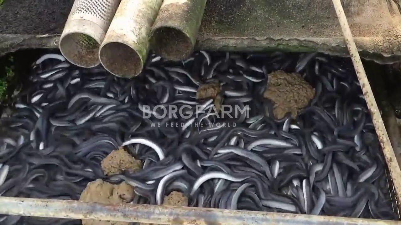 EEL FARM PROCESS AND HARVESTING