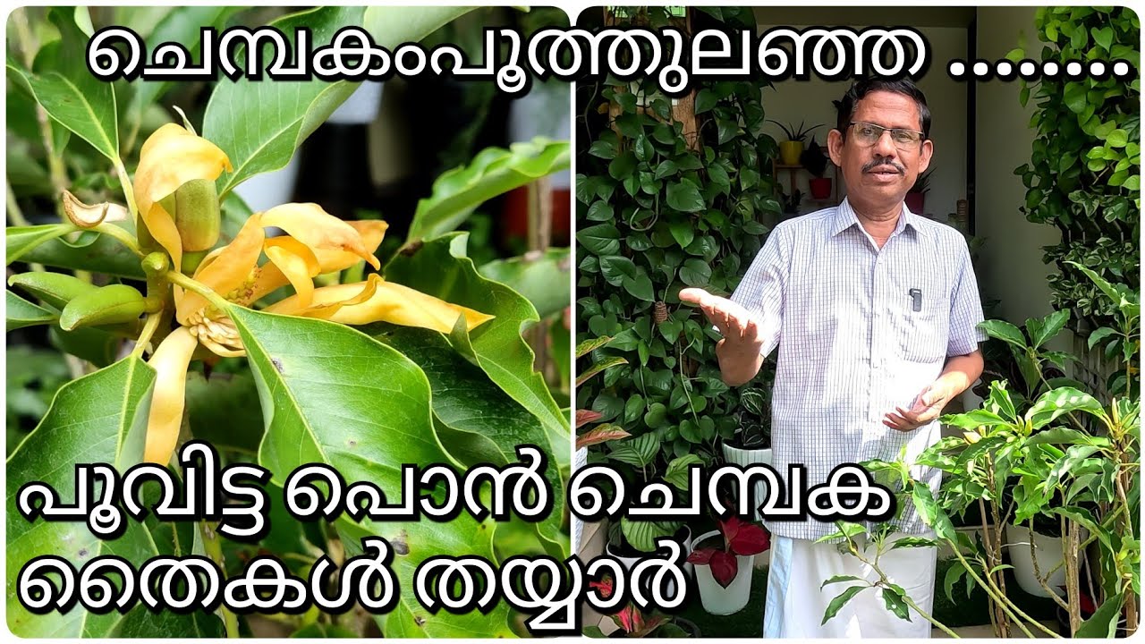 പൊൻചെമ്പകം/ Golden Chempakam/ Magnolia Chempakam flowered plants for sale