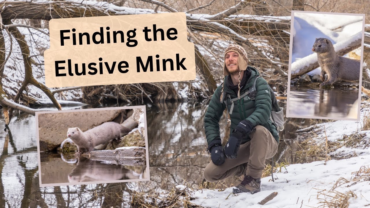 How I found and photographed a very special animal. Winter Wildlife, photographing a Silver Mink