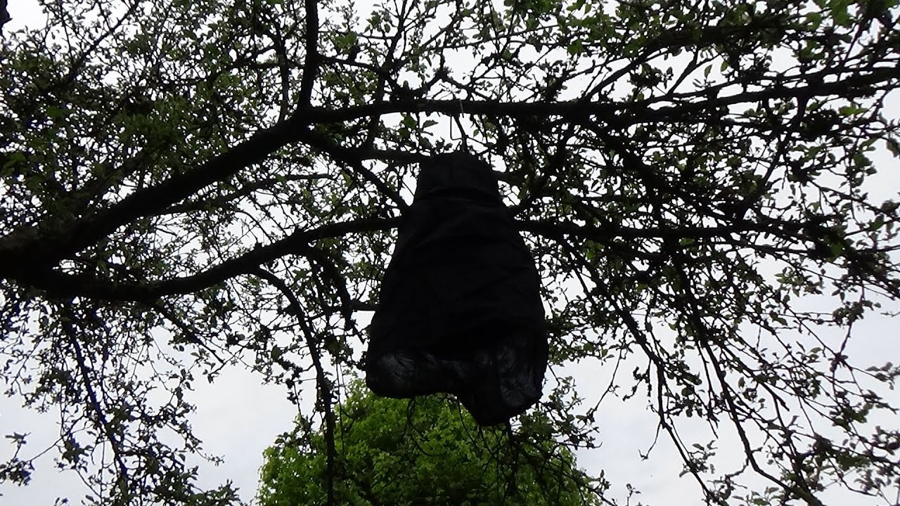 Bienenjahr 2019 Schwarmlocker wirkungsvoll oder nutzlos