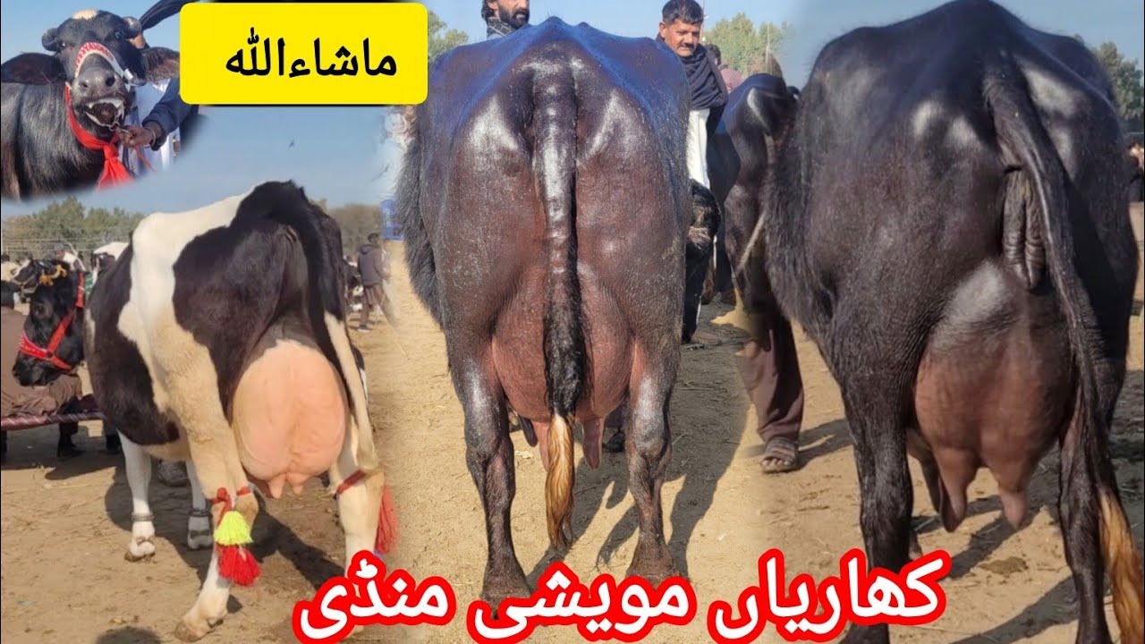 ماشاءاللہ کھاریاں مویشی منڈی کا وزٹ کریں شوق کریں اور ریٹ چیک کریں 29 جنوری 2026 HajiArfazChannel