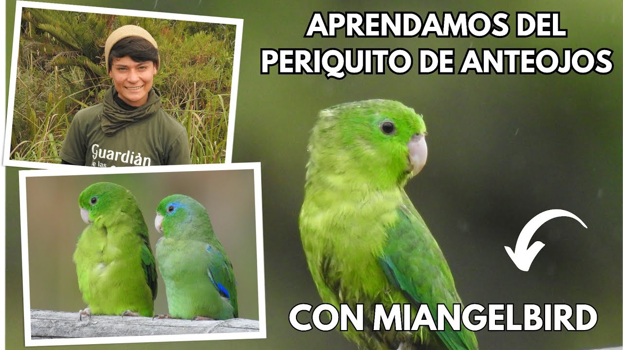Periquito de Anteojos/Spectacled Parrotlet/Forpus conspicillatus (30/1941) #miangelbird #naturaleza