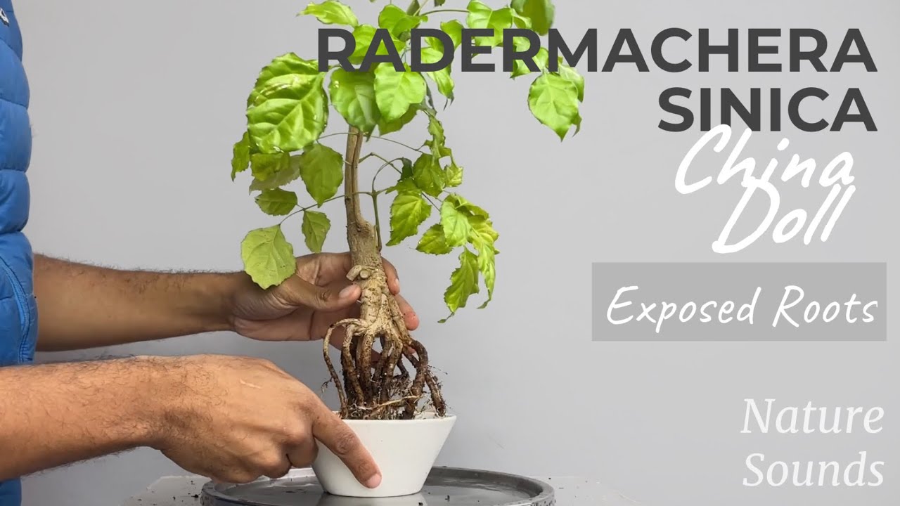 Repotting Exposed Roots Radermachera Sinica, China Doll, Oct2022