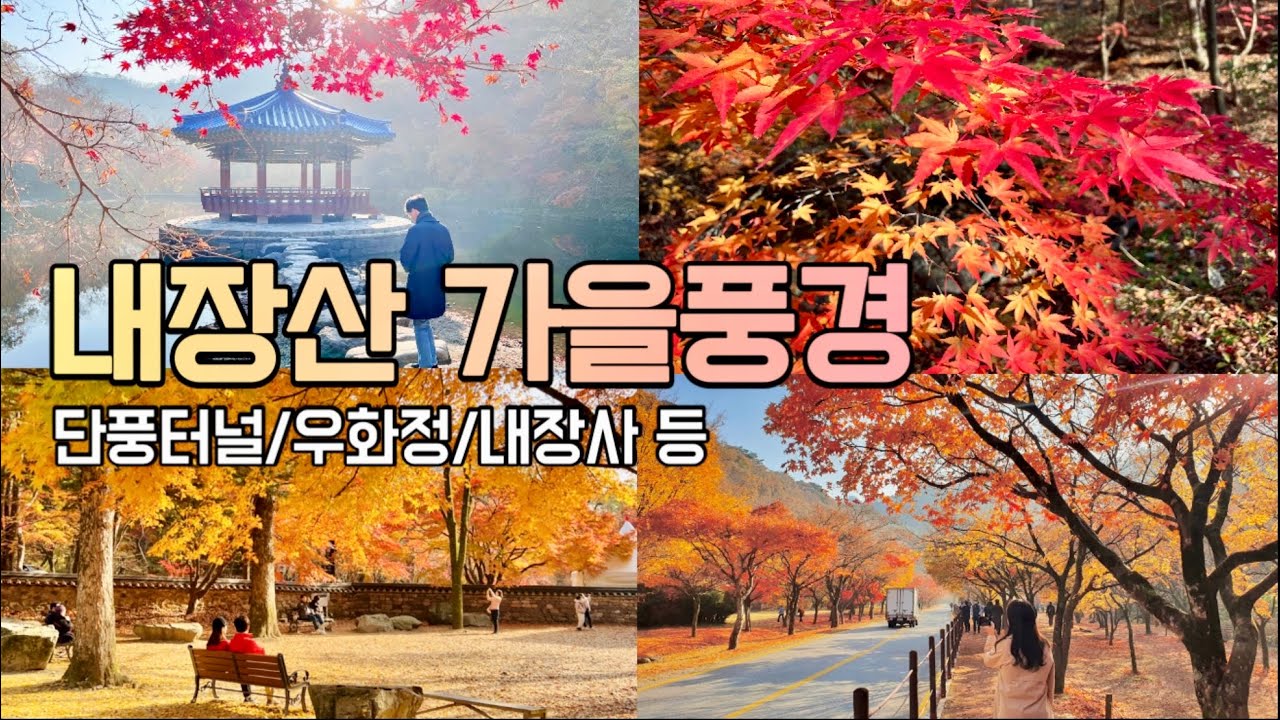 내장산 단풍 가을여행🍁단풍 시기 맞추기 어렵네요. (여행일 22년 11월 7일)