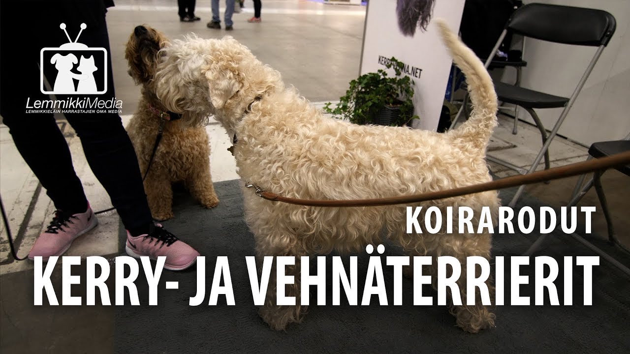 Koirat: Kerry- ja vehnäterrierit rotuesittely